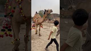 Mashallah beautiful Camel 🐫 #shorts #viral #camels #bakramandi #bakr #eidspecial