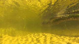 Alligator in shallow water GoPro