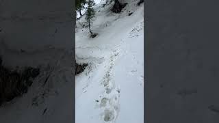 12 March 2024 mountain Climbing Dainkud Peak snow Trekking contact us 8219747425 #snow #shortvideo