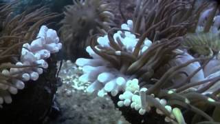 Anemone Fight - Shape of Life