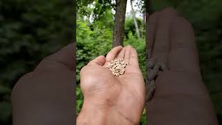 🐦 Hand-Feeding Happiness: A Birdwatcher's Delight 🌿#birds #viralvideo