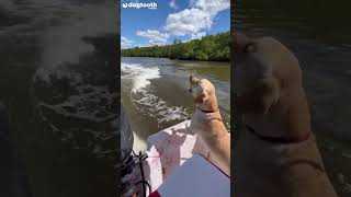 Dolphins Play With Dog at Back of Boat || Dogtooth Media