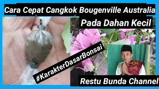 Cara Cepat Cangkok BOUGENVILLE AUSTRALIA pada dahan kecil #KarakterDasarBonsai