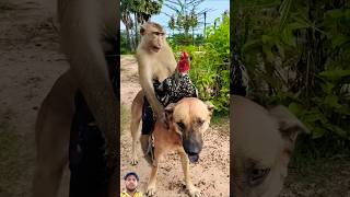 Welcome best sokyaa,og, pao, and mom are famous around the world #shorts #trending #dog #pet #monkey