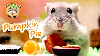 Hamster eating pumpkin pie Hamster miniature cooking ASMR