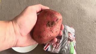 Is This A Painted Potato?