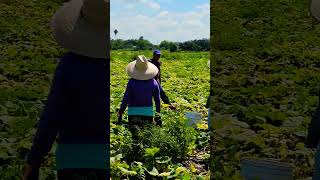 Mexicanos Cosechando Calabaza 🇲🇽  #campo #agricultura #shortsviral #parati #subscribete #agro