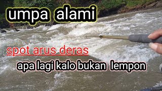 mancing lempon tehnik nutul umpan cacing kermi