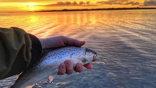 Havørreden hugger// seatrout attack