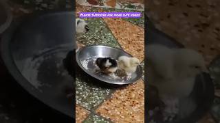 Cute Funny Baby chicks/chickens Eating Playing / Chicken Videos #viral #chicks #shorts #viralshorts