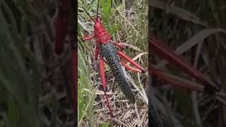 What do you think is he poisonous?🙊😲 #shorts #short #nature #homesteading #animals #poisonous