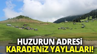 Türkiye'nin En Güzel Yaylaları - Karadeniz Yaylaları