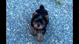 Yorkie Puppies Born on March 23, 2019