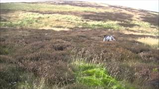 GSP hunting and finding Roe Deer and Grouse