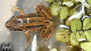 AwA Striped Marsh Frog (Limnodynastes peroni)