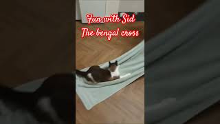 Fun with Sid the Bengal Siamese cross. The trending towel slide  #cat