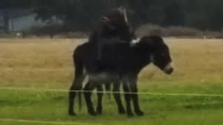 Donkeys Playing - Donkey Behavior