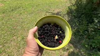 Blackberry Season