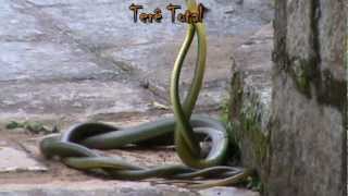 Dança das cobras em Teresópolis