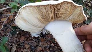 Amanita ovoidea, δεν συνιστάται η βρώση του.