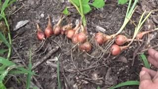 Harvesting potato onions