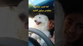 كلب يسوق عربية #dog #car