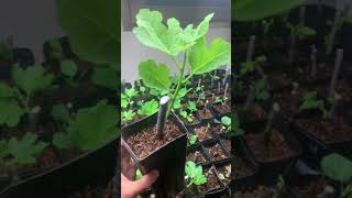 Insane Fig Cutting Growth