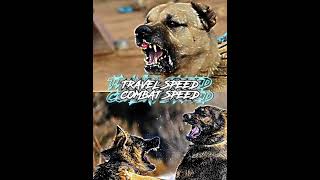 Kangal shepherd dog vs German shepherd