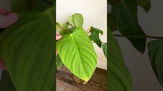 Want a Philodendron With Big Leaves? Buy These Varieties