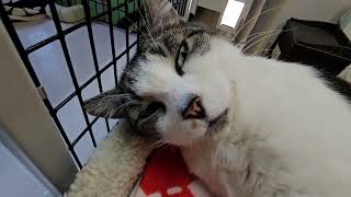 Shelter Cat Howdy Do is Just Happy to be Away From Gaggle of Annoying Teenagers! [REAL]