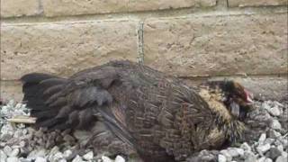 Chickens taking a Dust Bath