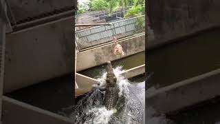 Craziest crocodile feeding ever 😱 #animals #nature #animals #thedodo #dodo #saveanimal #shorts