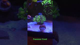 Framer Coral