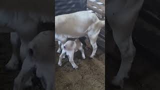 Boer Goats!! The next Beast on the farm!!😁🐐🙊