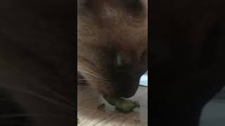 Сat loves cucumbers. Сat eats a cucumber. Funny cats.