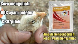 Tiga hari langsung plong !! Obat anak ayam - dengan Ciprosin Extra