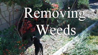 Removing Weeds 2023