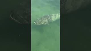 Goliath grouper hanging out in the marina