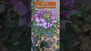 [식물] 남미 원산 풍접초 Cleome spinosa