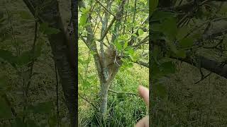 Dealing With TENT Caterpillars Without Hurting the Birds or the Bees #shorts  #farmstead #garden