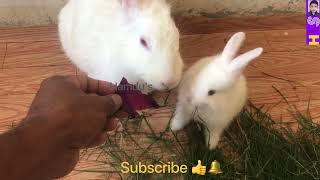 Little Cute Bunny's🐇. Hamdu's