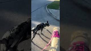 Chaotic walk #shortvideos #puppy