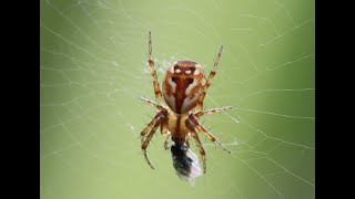 Finding Spiders in Maine