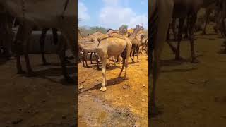 Indian camels drink water #viral #animals #camel #shortvideos #camellife #foryou #wildlife #india