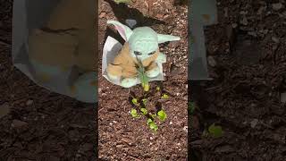 Grogu, Baby Yoda,The Child Plants Flowers 🌺