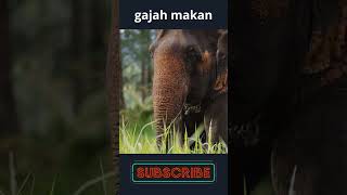 gajah #gajah #shorts #videoanak