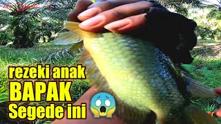 REZEKI ANAK BAPAK DAPAT BETOK SEGEDE INI || mancing betok monster