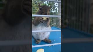 Milty the Rescued Baby Squirrel Eating Apple Pieces