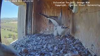 FalconCam Project 01.11.2024 12:17