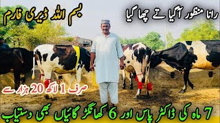 Rana Manzoor Cow Farm ||Dairy Cows For Sale In Punjab Today ||Khangar Doctor Pass Cows ||Shami Gondl